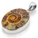 Ammonite